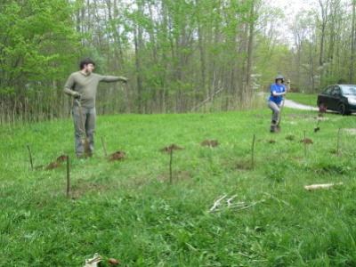 Laying out cherry patch